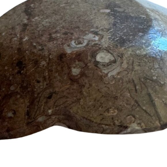 Ammonites and Orthoceras Fossil Heart Shape Dish | Small | NWT - Picture 2 of 5